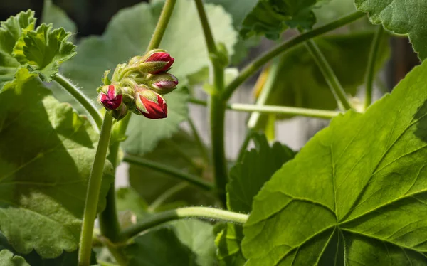 Taze kırmızı sardunya tomurcukları yeşil yaprakların arka planına karşı tam çerçevede. Mevsimlik çiçekli çiçek kartı