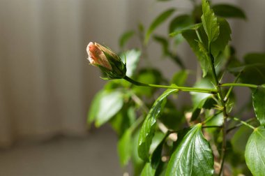 Açık arkaplanlı yeşil yapraklı küçük pembe Hibiscus rosa-Sinensis tomurcuğu