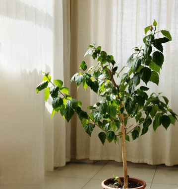 houseplant Chinese hibiscus in the room against the background of light curtains that close it from the sun clipart