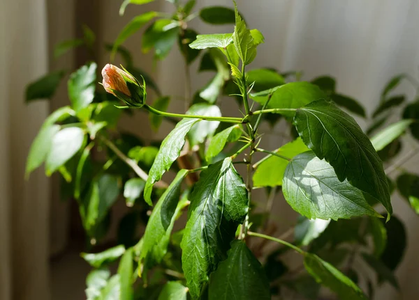 Маленький Рожевий Бутон Gibiscus Rose Sinensis Зеленим Листям Світлому Фоні — стокове фото