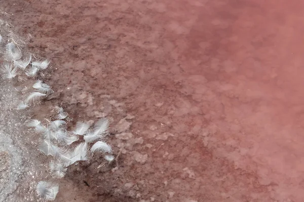 Tuz gölünün pembe yüzeyinde yumuşak beyaz tüyler. Temiz su ve kuş tüyleriyle pembe doğal arka plan