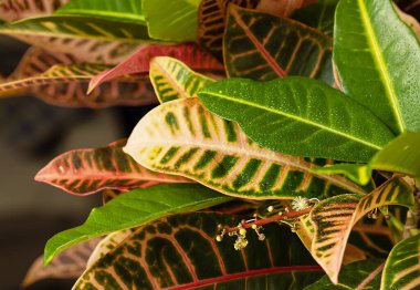 Evde croton çiçek açar. Büyük çok renkli yaprakların arka planına karşı küçük sarı infloresans tam kare üzerinde Codiaeum varegatum