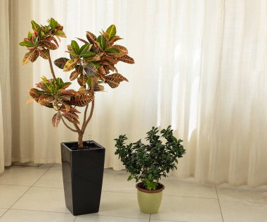 Kroton çiçeği ağacı, büyük, siyah bir saksıda ve küçük incir ağacında, ışık perdelerinin arka planında. Çiçekler odada.