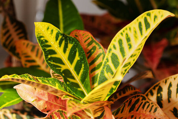 selective focus on leaves of the croton flower in different colors on full frame. Houseplant Codiaeum variegatum 