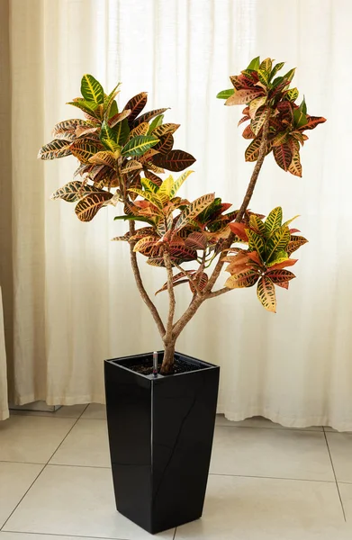 Croton Blumenbaum Dunklen Blumentopf Mit Feuchtigkeitsanzeige Auf Hellem Hintergrund Üppiger — Stockfoto