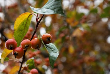 Arka planı bulanık olan Malus Baccata 'nın meyvelerine odaklanın. Sonbahar parkındaki bir dalda elma ağacının meyveleri.
