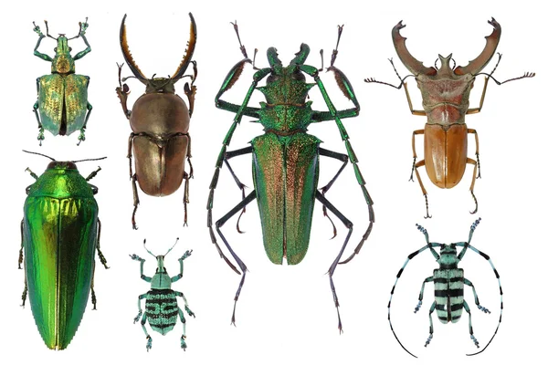 Insect beetle set — Stock Photo, Image