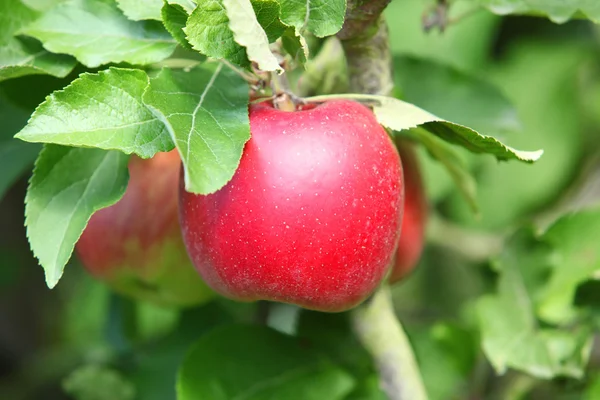 Pomme rouge sur branche — Photo