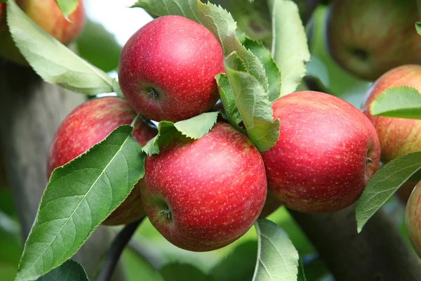 Red apple on branch x3 — Stock Photo, Image