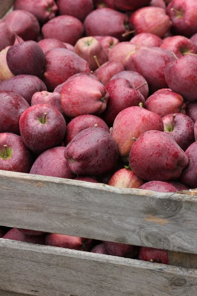 Pommes rouges en vrac — Photo