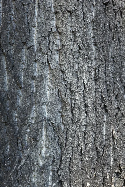 Textura de madeira — Fotografia de Stock