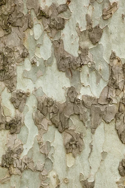 나무 껍질 질감 — 스톡 사진