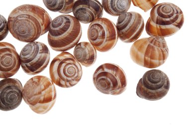 Salyangozlar beyaz arkaplanda izole