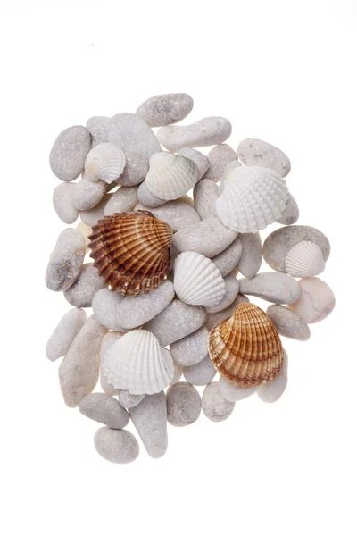 Seashells — Stock Photo, Image