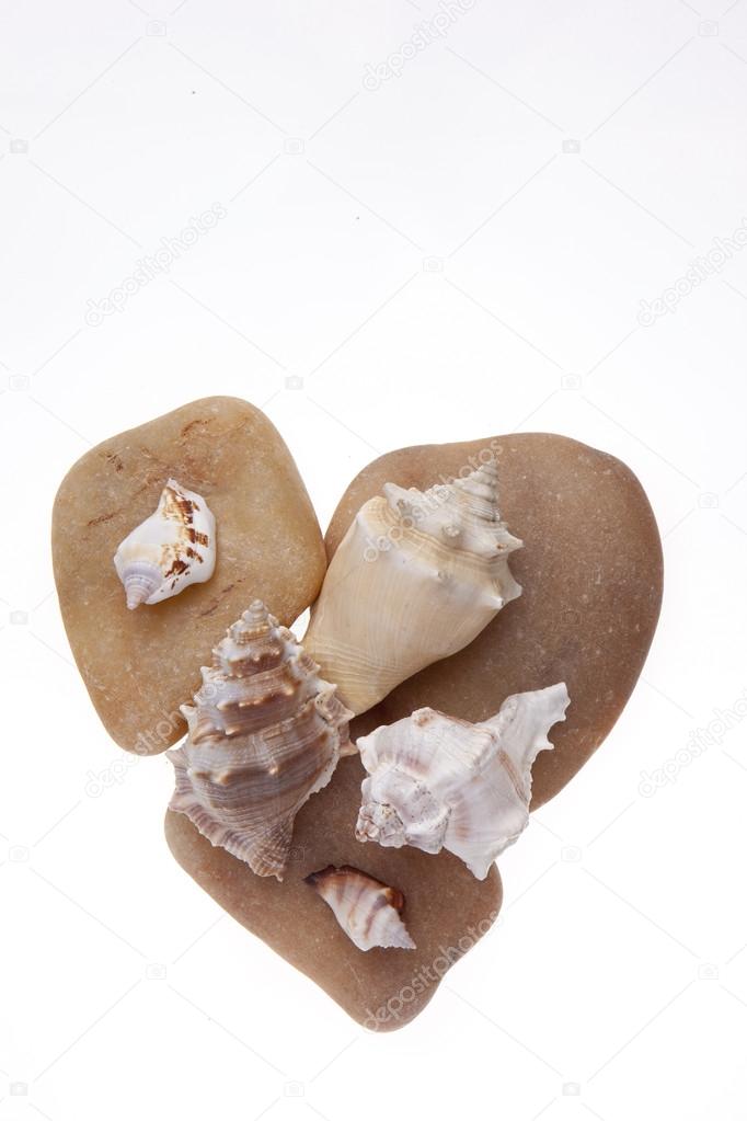孤立在白色背景上的贝壳– 图库图片