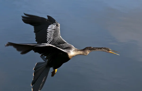 Anhinga em voo — Fotografia de Stock