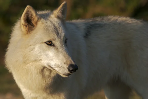 Grijze wolf in de natuur — Stockfoto