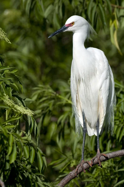 Snowy egret — Stockfoto