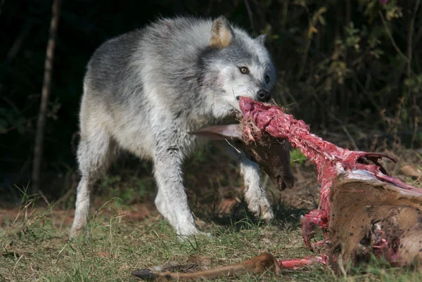 Grå varg i det vilda djur — Stockfoto