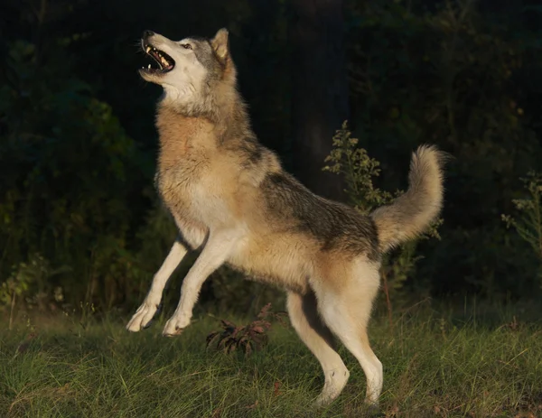 Grijze wolf in de natuur — Stockfoto