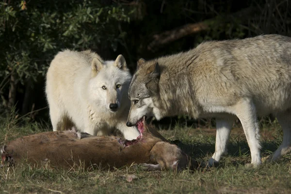 Lobo cinzento na vida selvagem — Fotografia de Stock