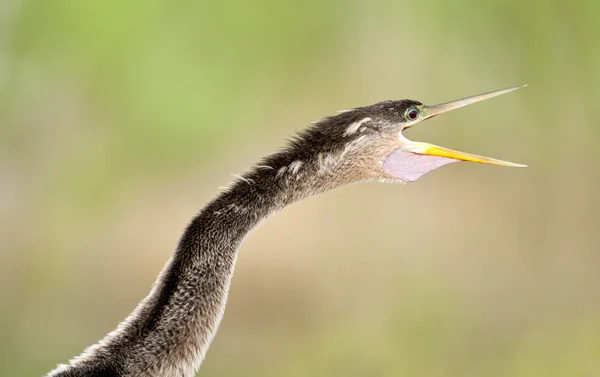 Cabeça de Anhinga — Fotografia de Stock