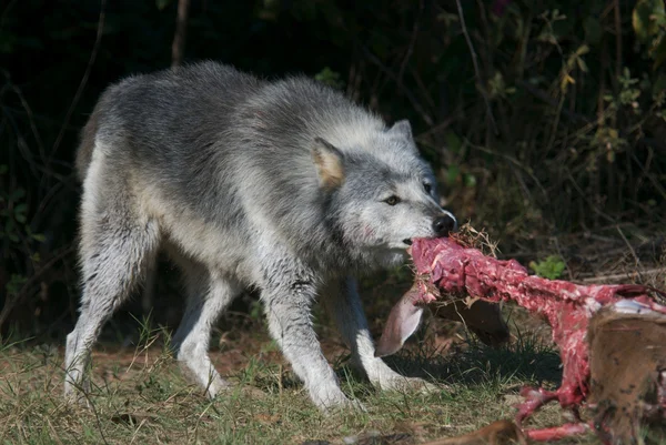 Lupo grigio nella fauna selvatica — Foto Stock