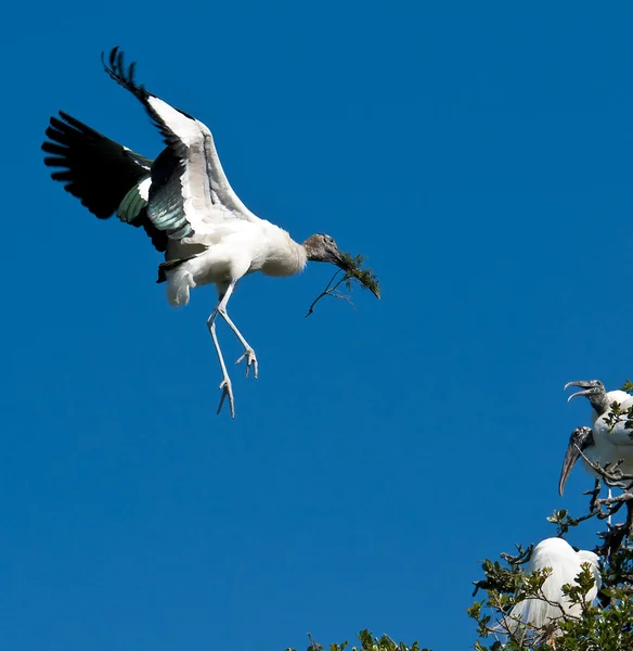 Wood Stork in flight — Stock Photo, Image