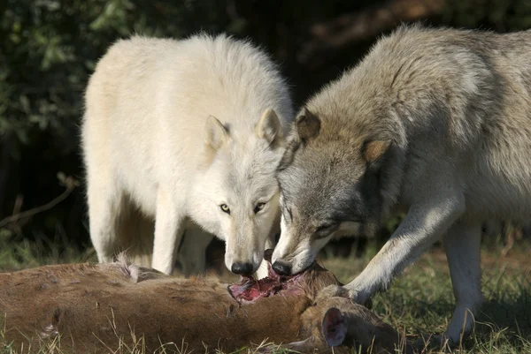 Grijze wolf in de natuur — Stockfoto