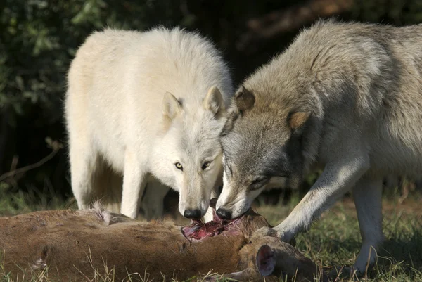 Lupo grigio nella fauna selvatica — Foto Stock