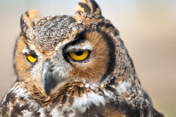 Owl eyes — Stock Photo, Image