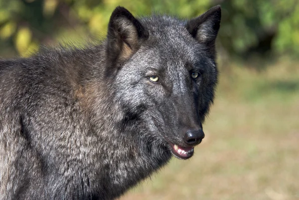 Gray Wolf in the wildlife — Stock Photo, Image