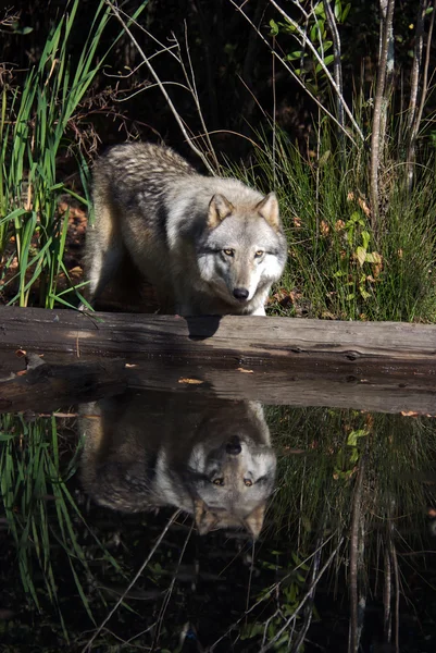 Lupo grigio nella fauna selvatica — Foto Stock