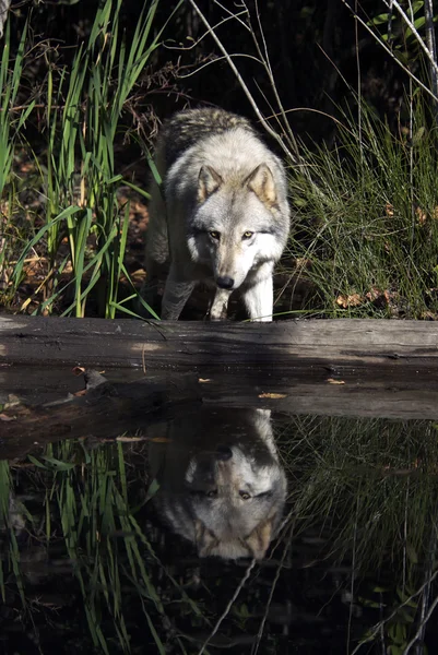 Lupo grigio nella fauna selvatica — Foto Stock