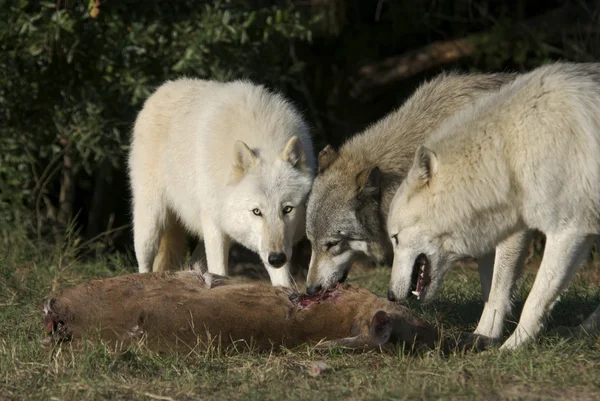 Lobo cinzento na vida selvagem — Fotografia de Stock