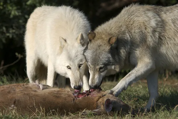 Lupo grigio nella fauna selvatica — Foto Stock