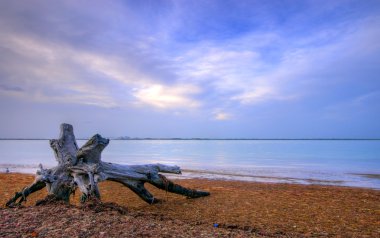 Fallen tree in Lighthouse Point, on Sanibel Island, Florida. clipart