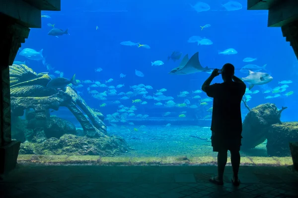 水族馆 — 图库照片