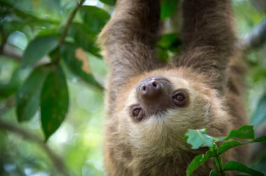 Two-toed sloth clipart