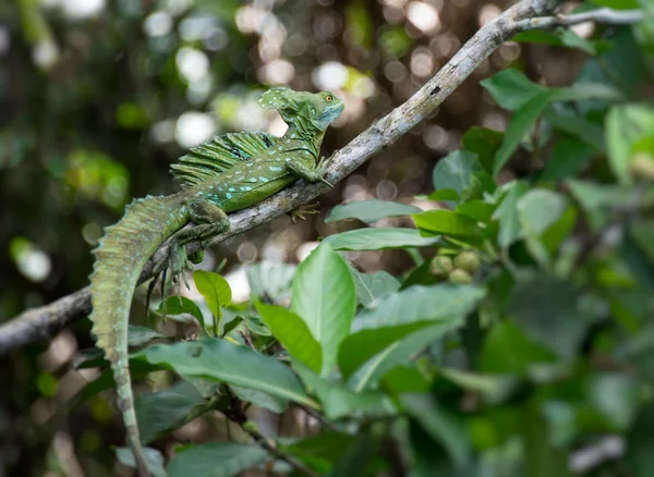 Green Basilisk lizard in the wild — Stock Photo, Image