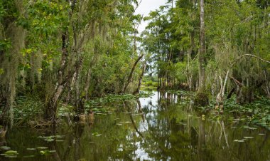 River in the Everglades clipart