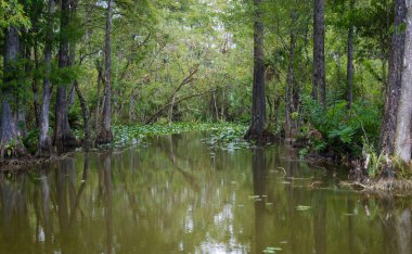 Florida Everglades