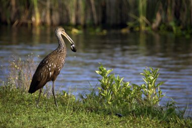 everglades çocukAramus guarauna en Parque Nacional everglades