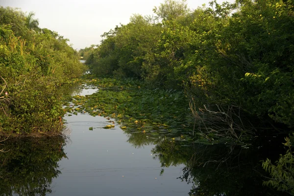 Tipikus táj: Everglades Nemzeti Park — Stock Fotó