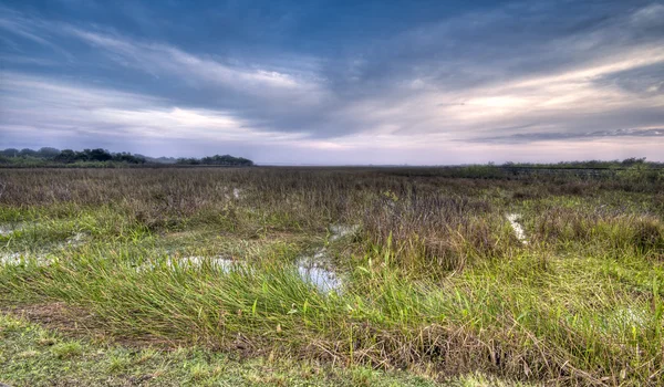 Evergaldes Swamp — Stock Photo, Image