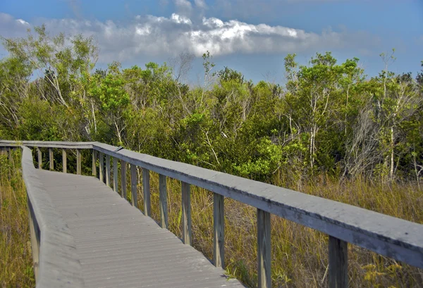 Trilha a pé no Parque Nacional do Vale do Tubarão Eveglades — Fotografia de Stock