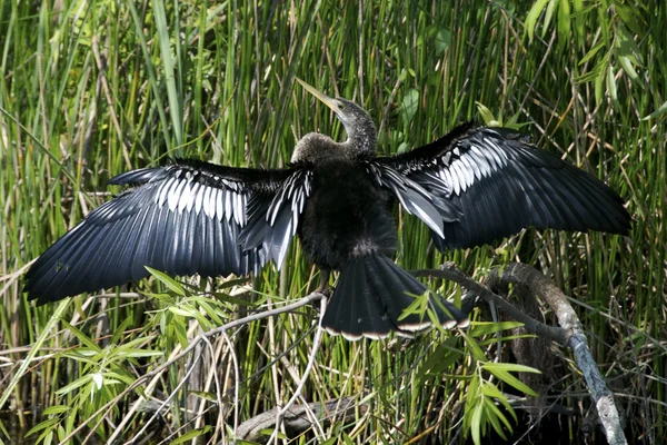 Anhinga 干燥出翅膀在大沼泽地国家公园 — 图库照片