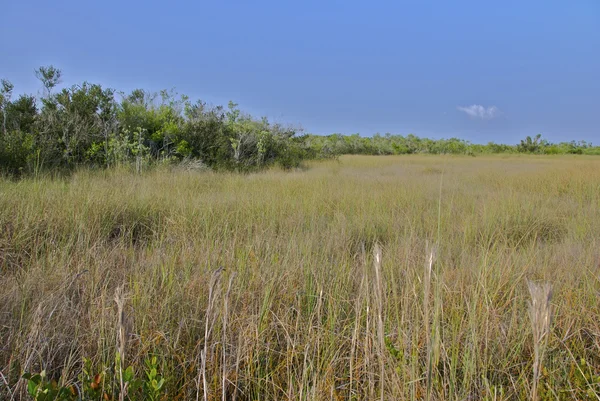 Typisch landschap in het everglades national park — Stockfoto