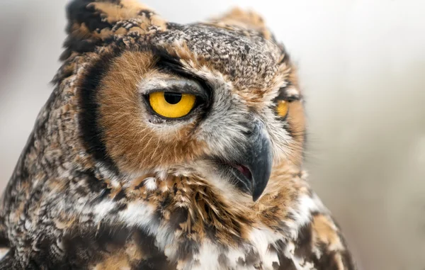 Owl Portrait — Stock Photo, Image