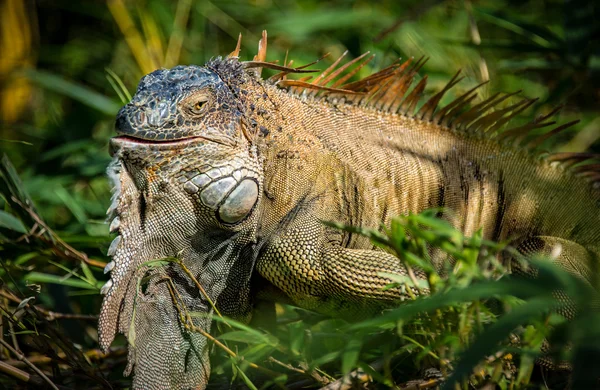Green Iguana in the wild — Stock Photo, Image